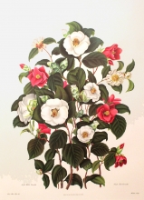 camelia 05 - Single white/red Camellia
